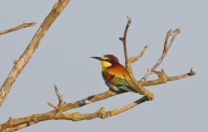 Bee-eater