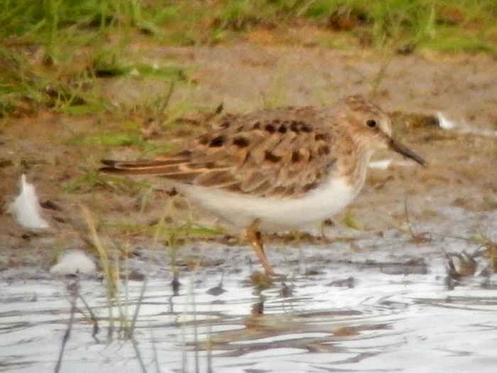 Temminck's Stint