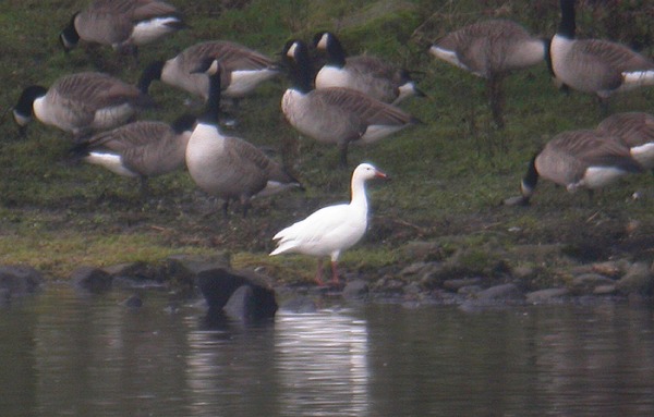 Lesser Snow Goose