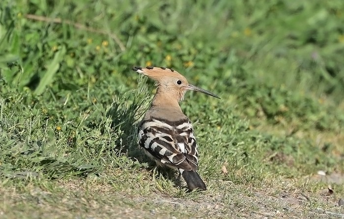 Hoopoe