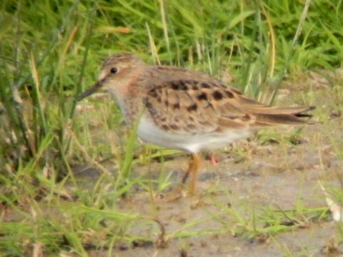 Temminck's Stint