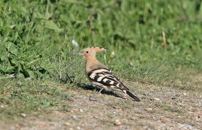 Hoopoe