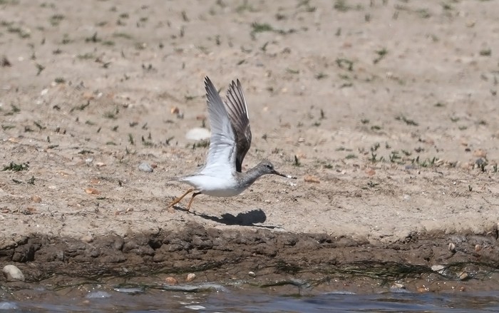 Terek Sandpiper