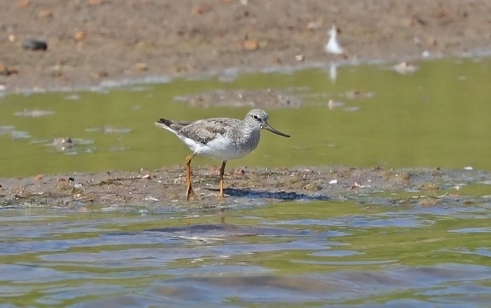 Terek Sandpiper