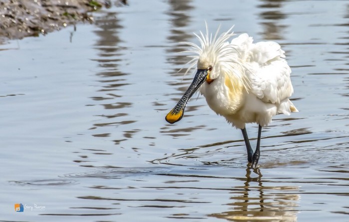 Spoonbill