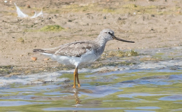 Terek Sandpiper