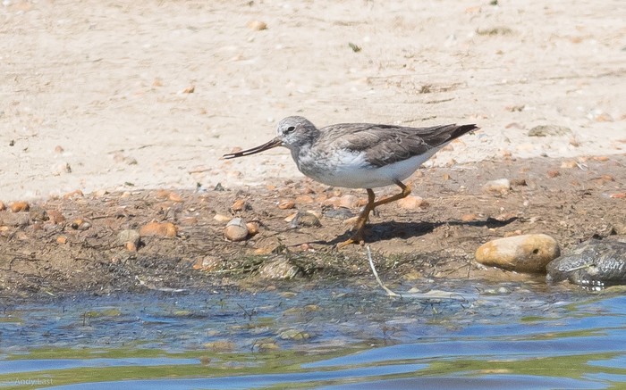 Terek Sandpiper