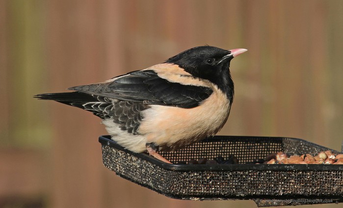 Rose-coloured Starling