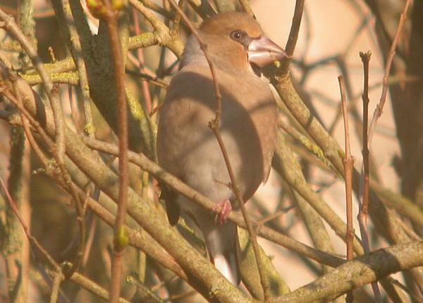Hawfinch