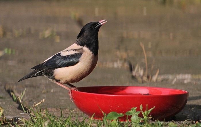 Rose-coloured Starling