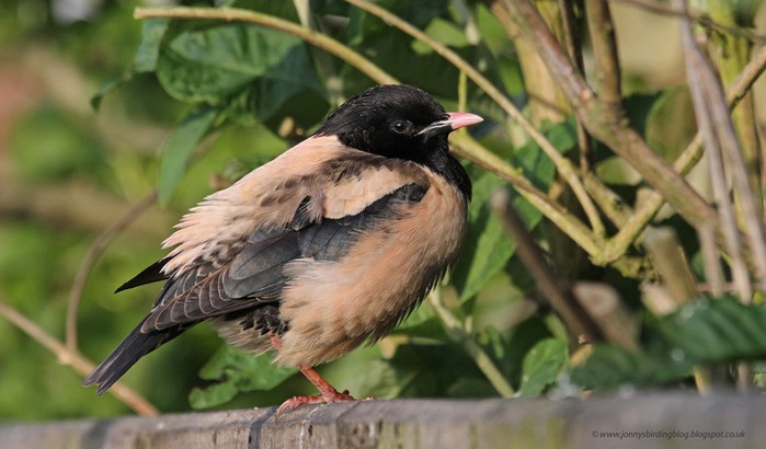 Rose-coloured Starling