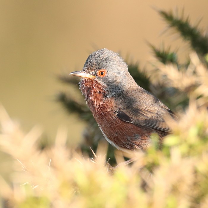 Dartford Warbler
