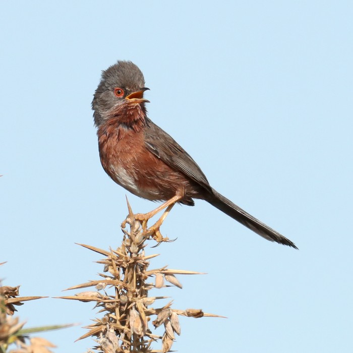 Dartford Warbler