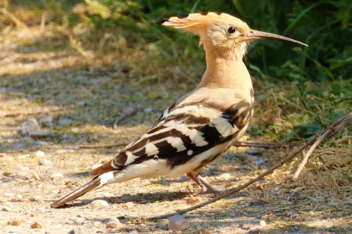 Hoopoe