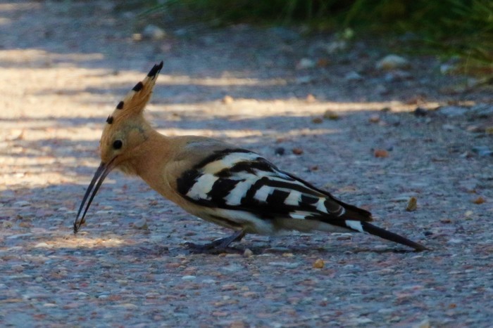 Hoopoe
