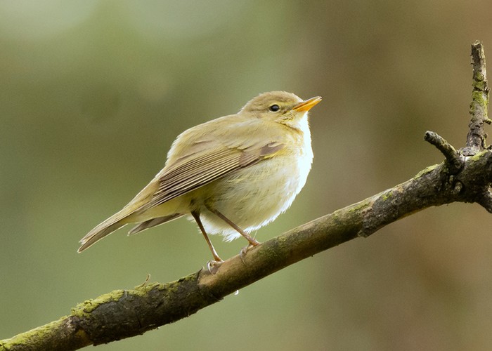Iberian Chiffchaff