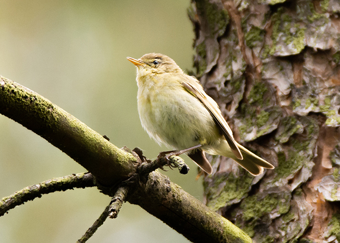 Iberian Chiffchaff