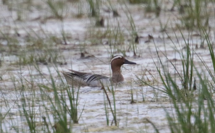Garganey