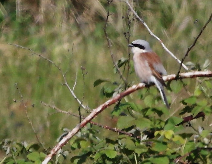 Red-backed Shrike