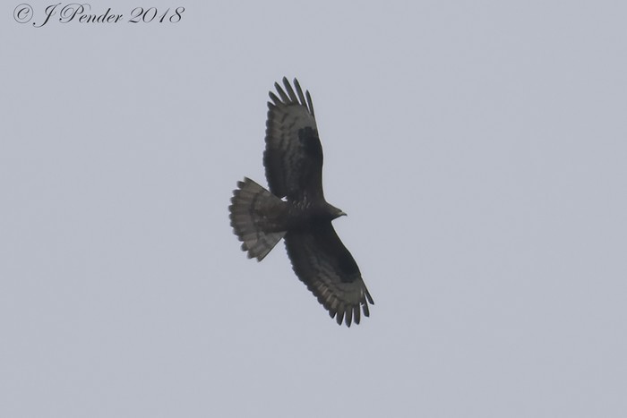 Honey Buzzard