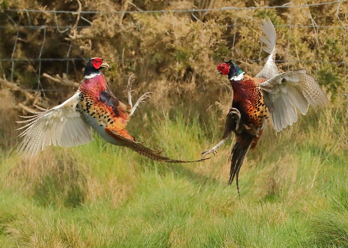 Pheasant