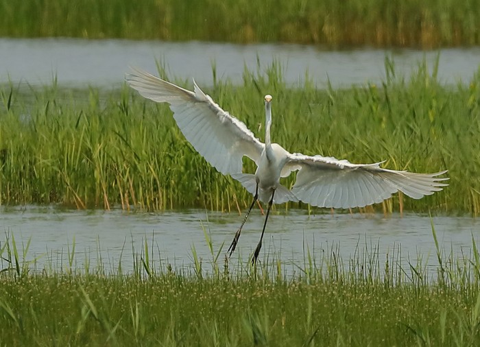 Great White Egret