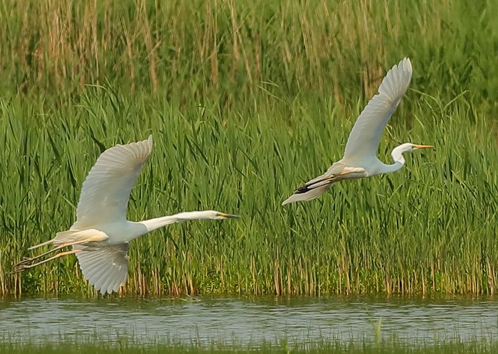 Great White Egret