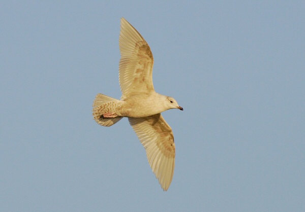 Iceland Gull