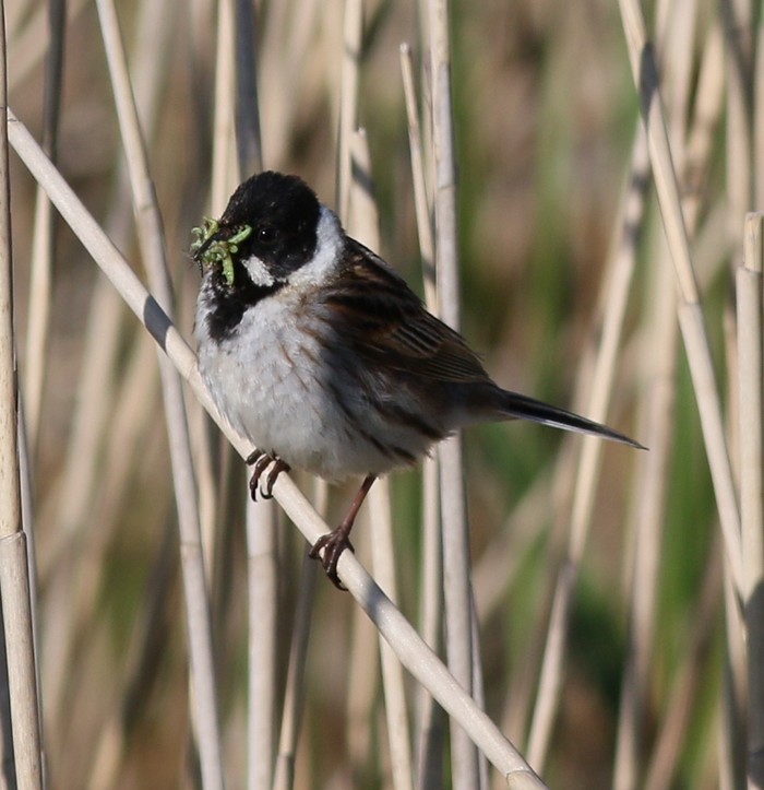Reed Bunting