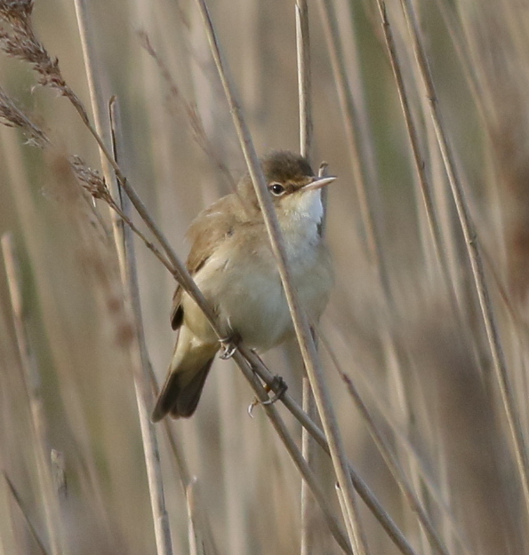 Reed Warbler