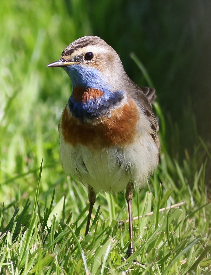 Red-spotted Bluethroat