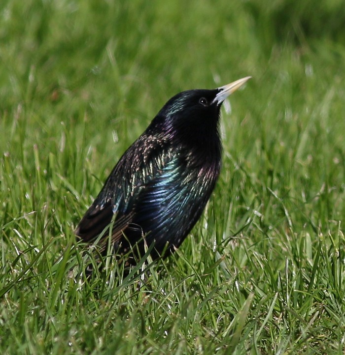 Starling