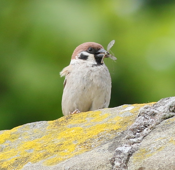 Tree Sparrow