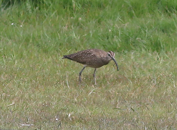 Whimbrel