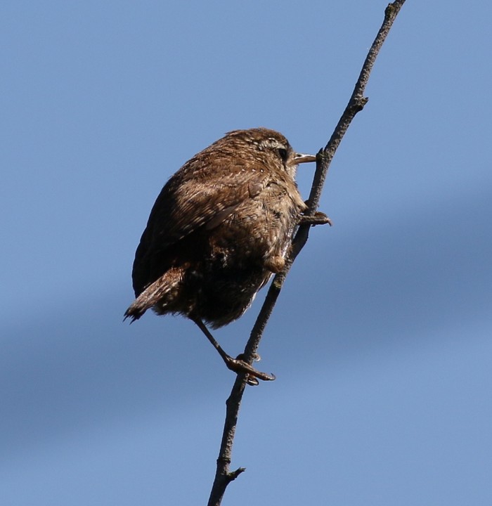 Wren