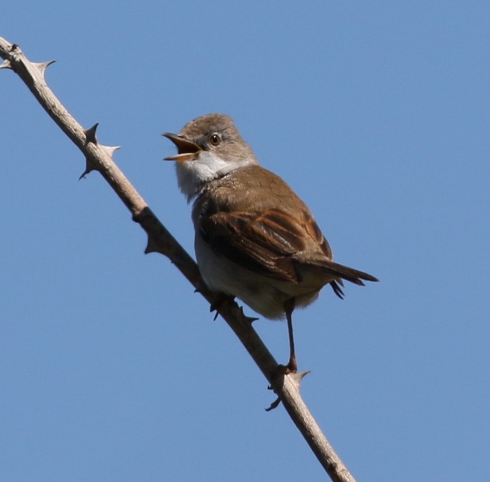 Whitethroat