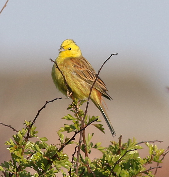 Yellowhammer