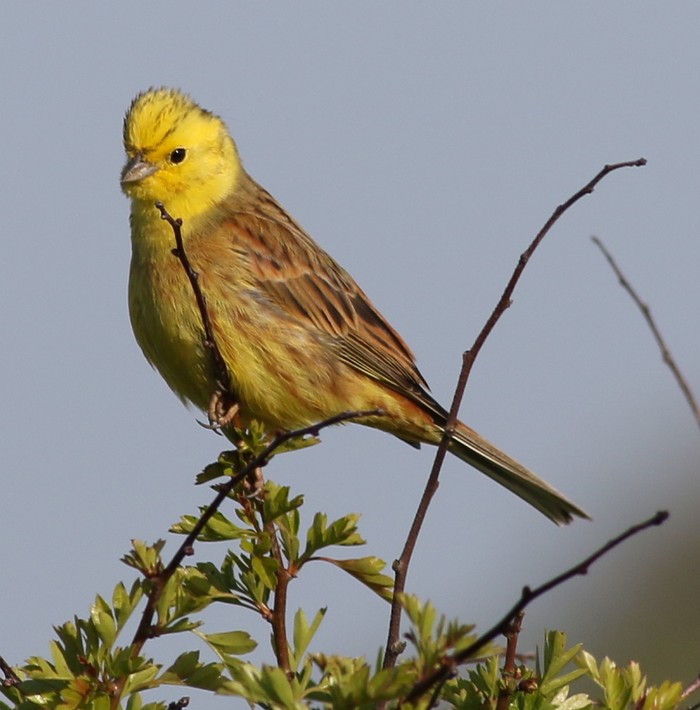 Yellowhammer