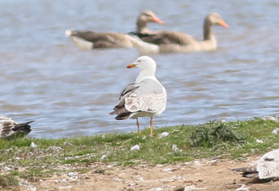 Yellow-legged Gull