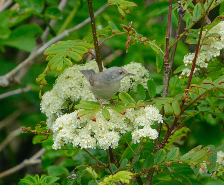 Eastern Subalpine Warbler