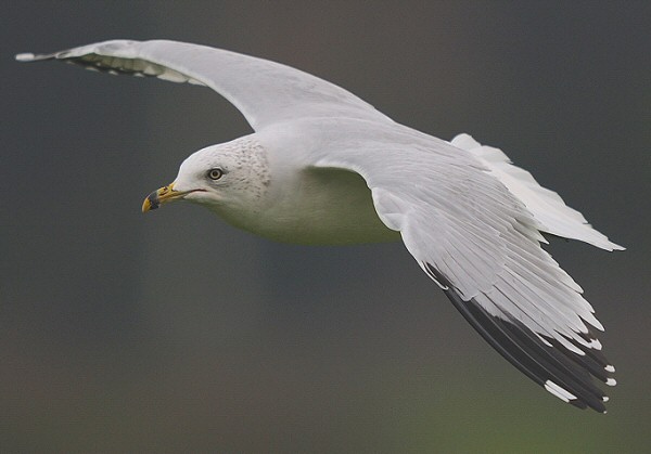 Ring-billed Gull