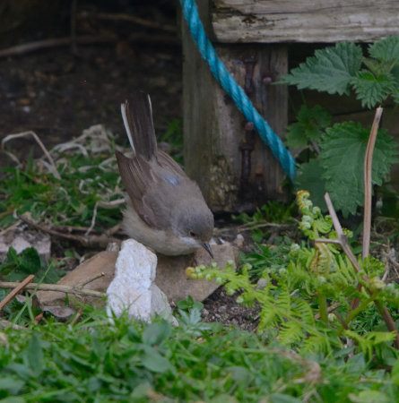 Eastern Subalpine Warbler