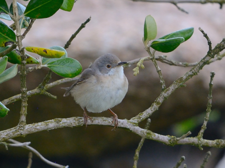 Eastern Subalpine Warbler