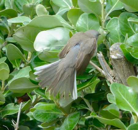 Eastern Subalpine Warbler