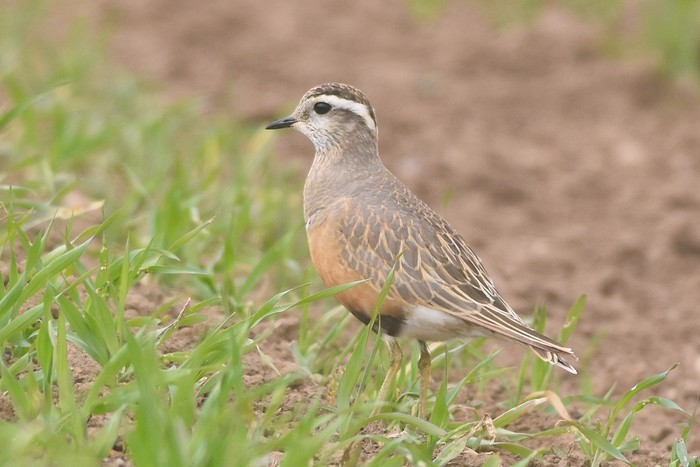Dotterel 