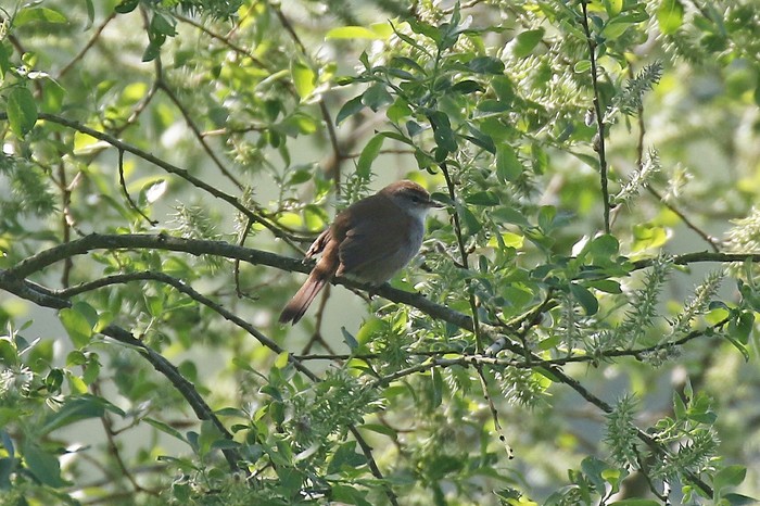 Cetti's Warbler