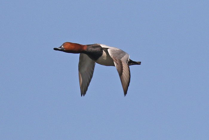 Pochard