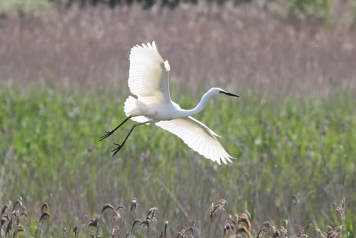 Great White Egret