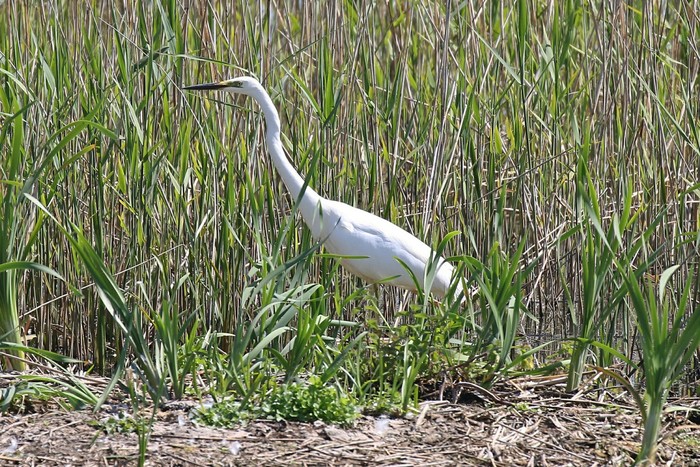 Great White Egret