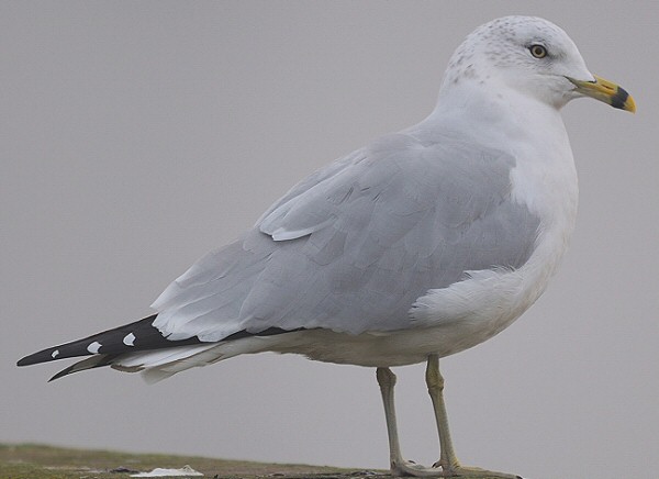 Ring-billed Gull